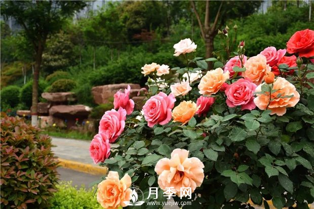 月季花如何打造完美株型(图3)