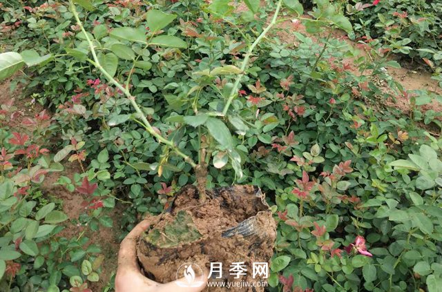 这些盆栽月季花苗都抢疯了 买营养钵月季要快(图1)