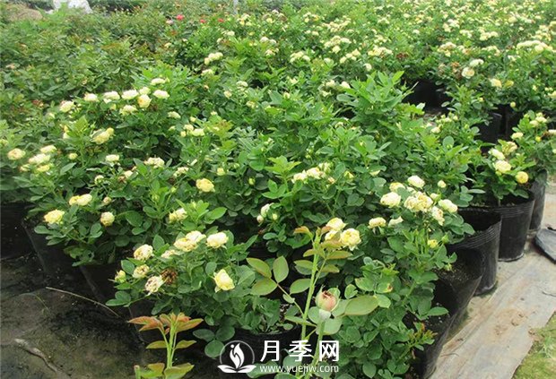 养护月季花植物7个问题 {干货}(图1)