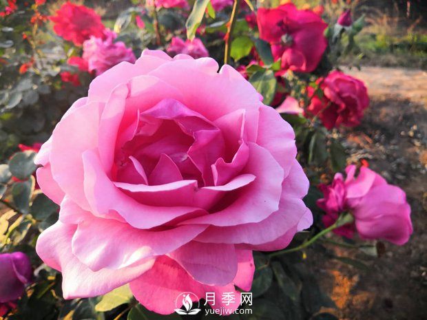 如何养好月季花？月季开花多 颜色艳丽(图1)