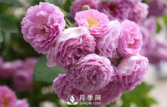 看到这些好看的藤本月季花图片 我已经中毒(图3)