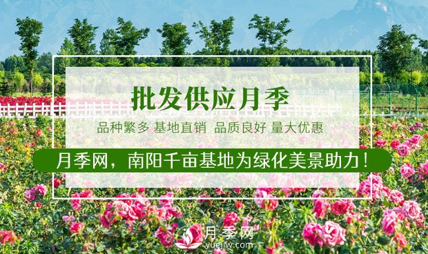 月季网介绍几款常用的月季用药(图1)