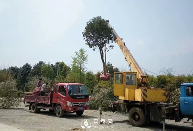 大规格苗木装运技巧，移植技术有哪些技巧？(图2)