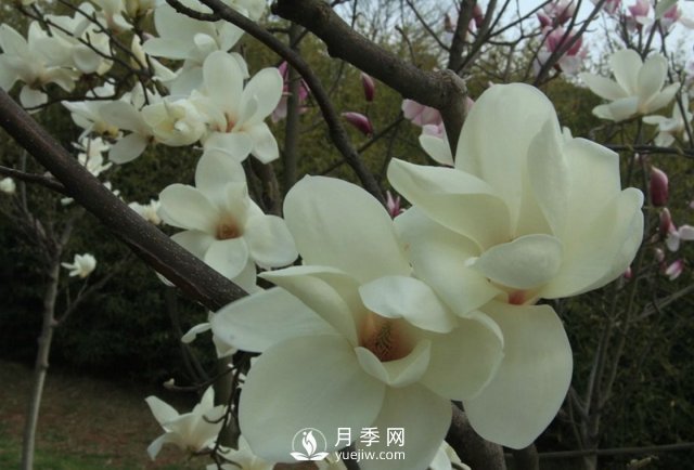 怎样能使白玉兰如期开花？(图1)