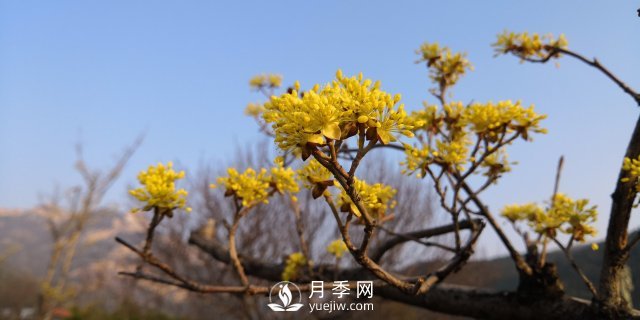 河南山茱萸有没有成为园林常用苗的实力？(图1)