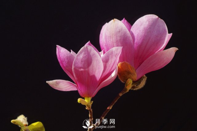 红玉兰花寓意是什么？(图1)