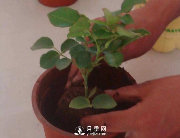 月季休眠期，南阳月季种植基地是怎样修剪的？(图1)