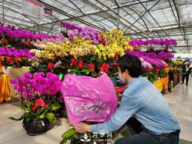 今年消费旺季提前一周，郑州有部分年宵花出现缺货现象(图1)