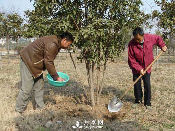 立春了，苗木养护要搞起来(图1)