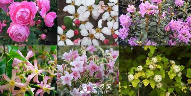 13种耐寒的盆栽花卉，零下20多度可存活，大部分南方也能种(图1)