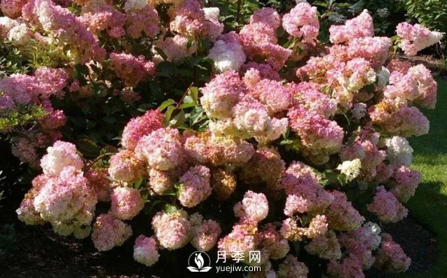 13种耐寒的盆栽花卉，零下20多度可存活，大部分南方也能种(图14)