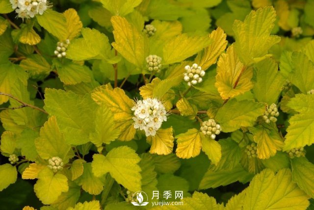 13种耐寒的盆栽花卉，零下20多度可存活，大部分南方也能种(图28)