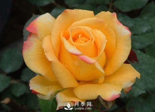 月季花怎么贮藏保鲜(图1)