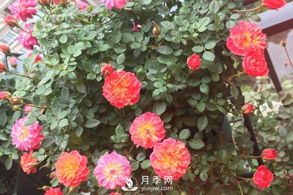 躲躲藏藏月季推荐(图2)