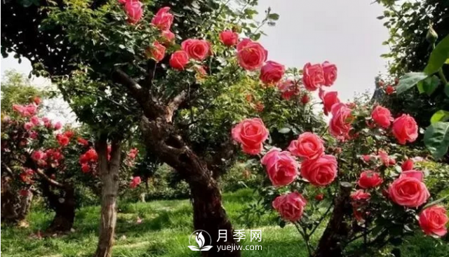 醉美人间四月好 月季花海南阳城(图4)