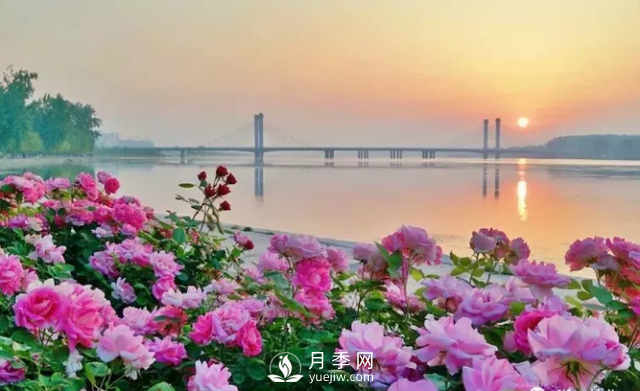 醉美人间四月好 月季花海南阳城(图3)