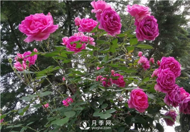 醉美人间四月好 月季花海南阳城(图2)