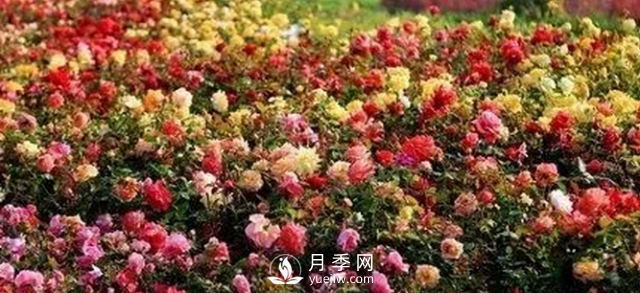 醉美人间四月好 月季花海南阳城(图5)