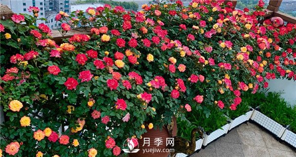 月季网推荐9个花园藤本月季品种！(图5)