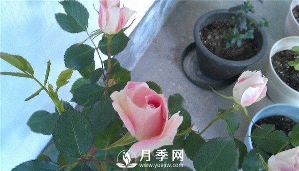 推荐丰花仙境月季，抗旱抗病，开花效果棒(图4)