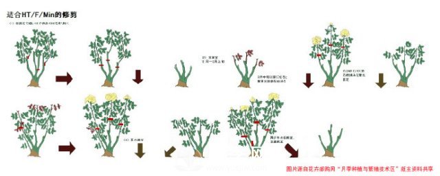 月季修剪图解 月季网有详细说明(图2)