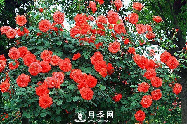 一年四季开花不断，花墙花柱造型任你塑造(图5)