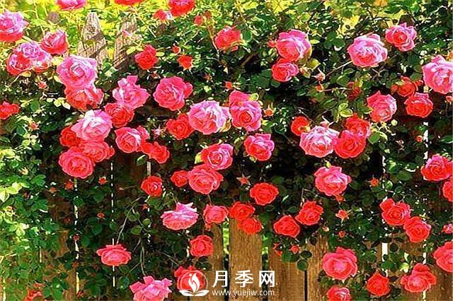 一年四季开花不断，花墙花柱造型任你塑造(图4)