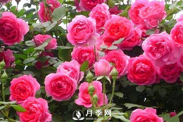 一年四季开花不断，花墙花柱造型任你塑造(图6)