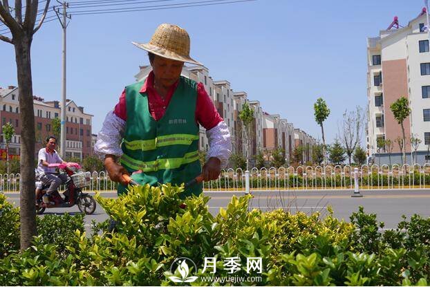 人喊“热” 花草树木也中暑 看我们大南阳如何抗旱防涝(图3)