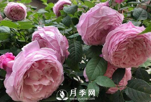 7月份这些月季花养护管理措施 你不看看怎么养好月季花(图1)