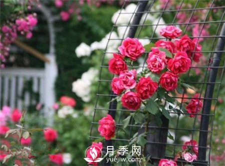 拿什么拯救你 我的藤本月季花(图1)