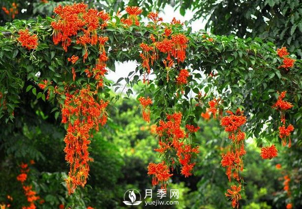 做花墙除了藤本月季花墙，还有这4种花(图4)