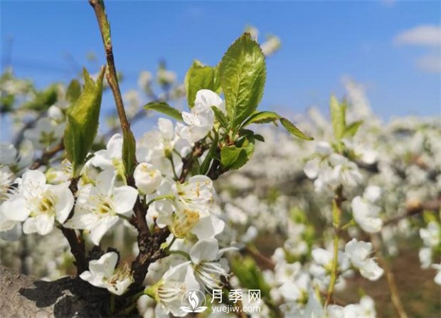 南阳：百花竞相开放 踏春自然美景(图1)