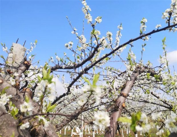 南阳：百花竞相开放 踏春自然美景(图2)