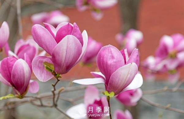 读书散文：玉兰花开(图1)