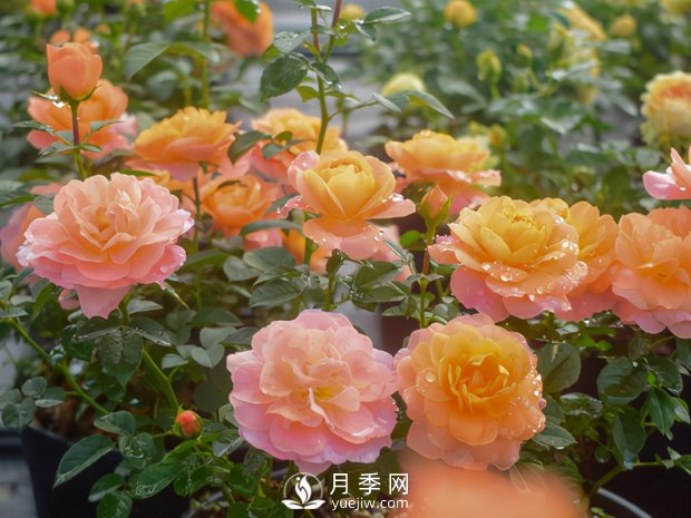 月季芽太多，要不要抹？(图1)