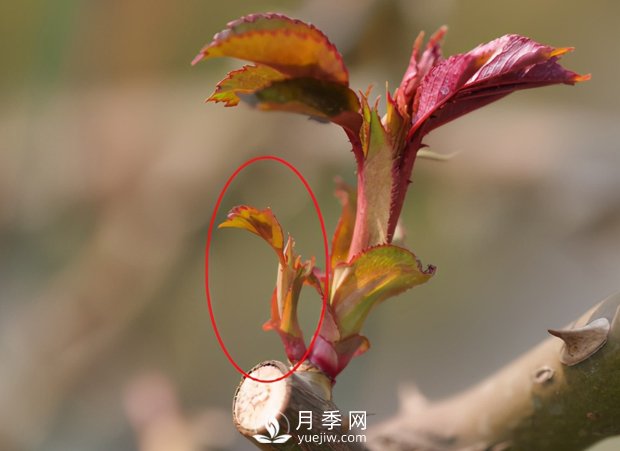 月季芽太多，要不要抹？(图2)