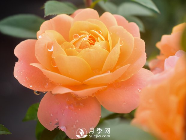 月季芽太多，要不要抹？(图3)