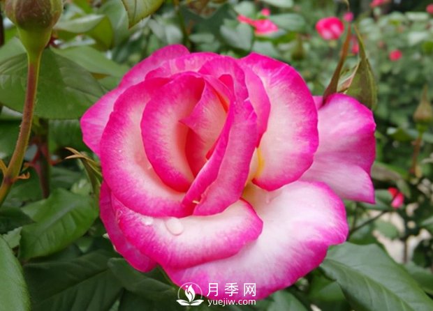 3.12植树节，你了解多少？(图1)