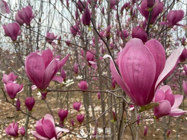 随州广水：种上月季花卉苗木 梅庙村花好鸟自来(图3)