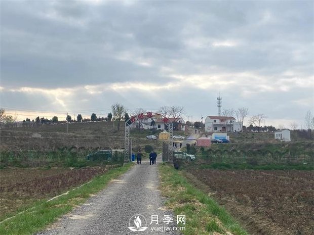 随州广水：种上月季花卉苗木 梅庙村花好鸟自来(图2)