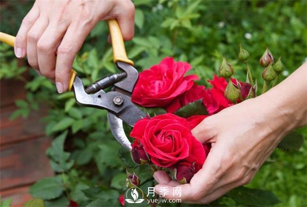 月季花该如何修剪？这里有办法(图1)