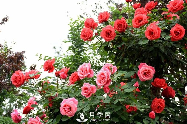 月季花白粉病的防治初期病叶应及早去除(图1)