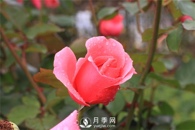 蔷薇花 月季花和玫瑰花的区别 月季网