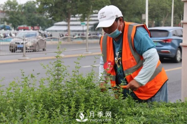 郑州计划打造37公里鲜花高架桥(图1)