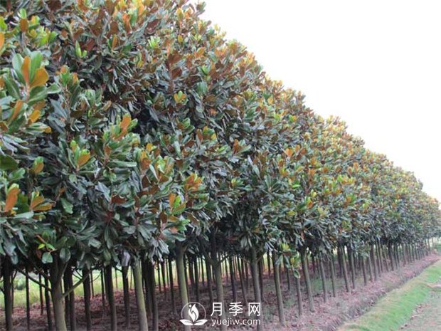 河南南召县玉兰苗木花卉种植基地(图1)