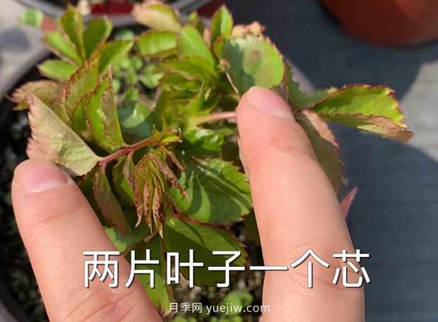 分享春季月季花的爆盆技巧(图2)