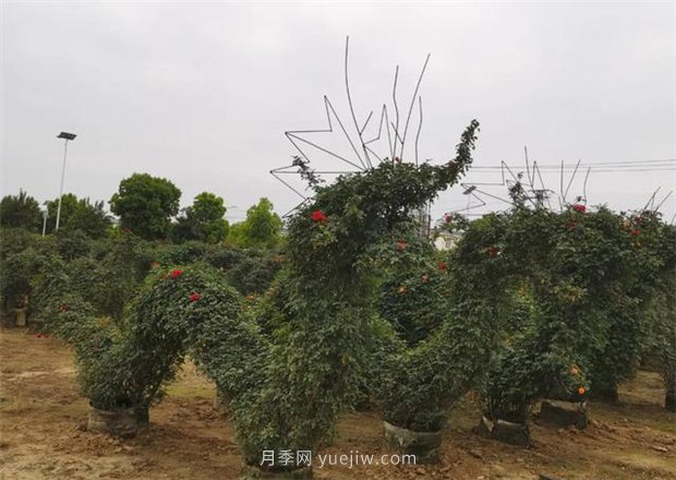 再等等盛花期，南阳现在赏月季为时还早(图3)