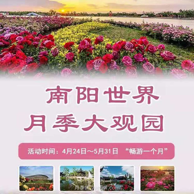 河南南阳高质量推进月季花会筹备工作(图1)