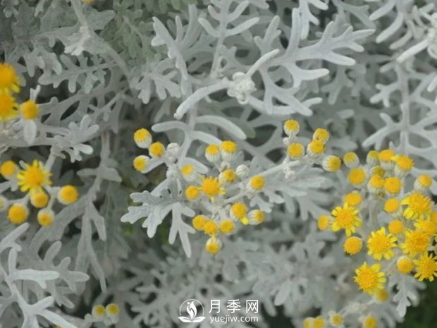 5种绿化带常见的植物，盆栽观赏好养(图4)